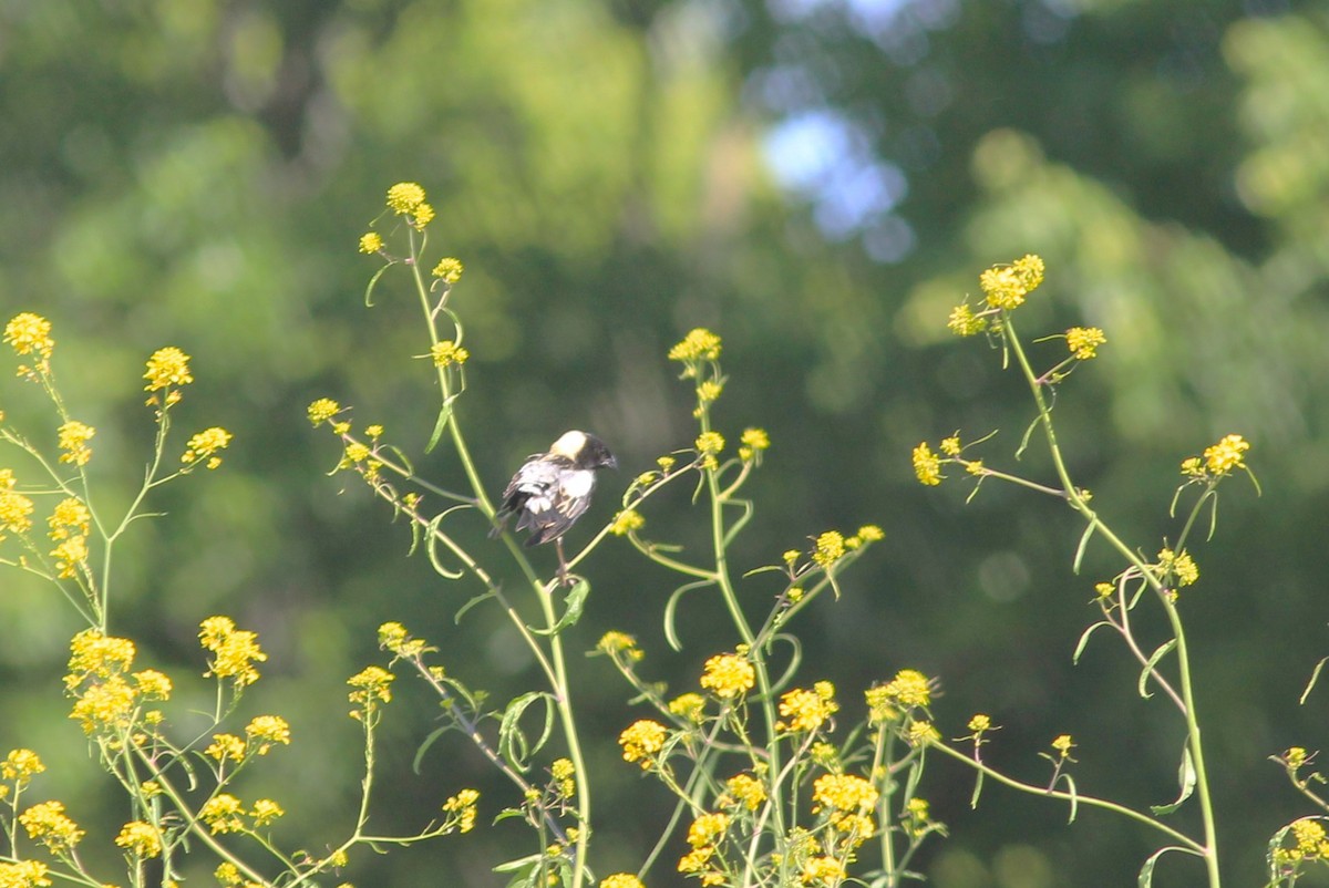 bobolink americký - ML620619963