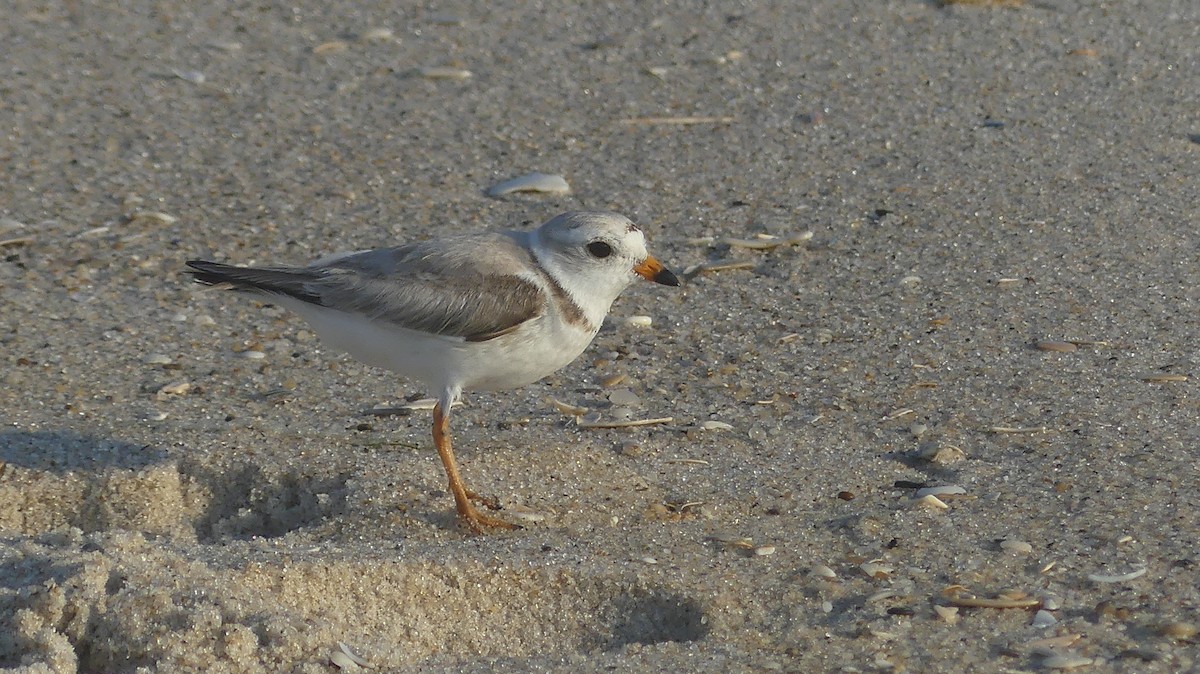 Piping Plover - ML620619964