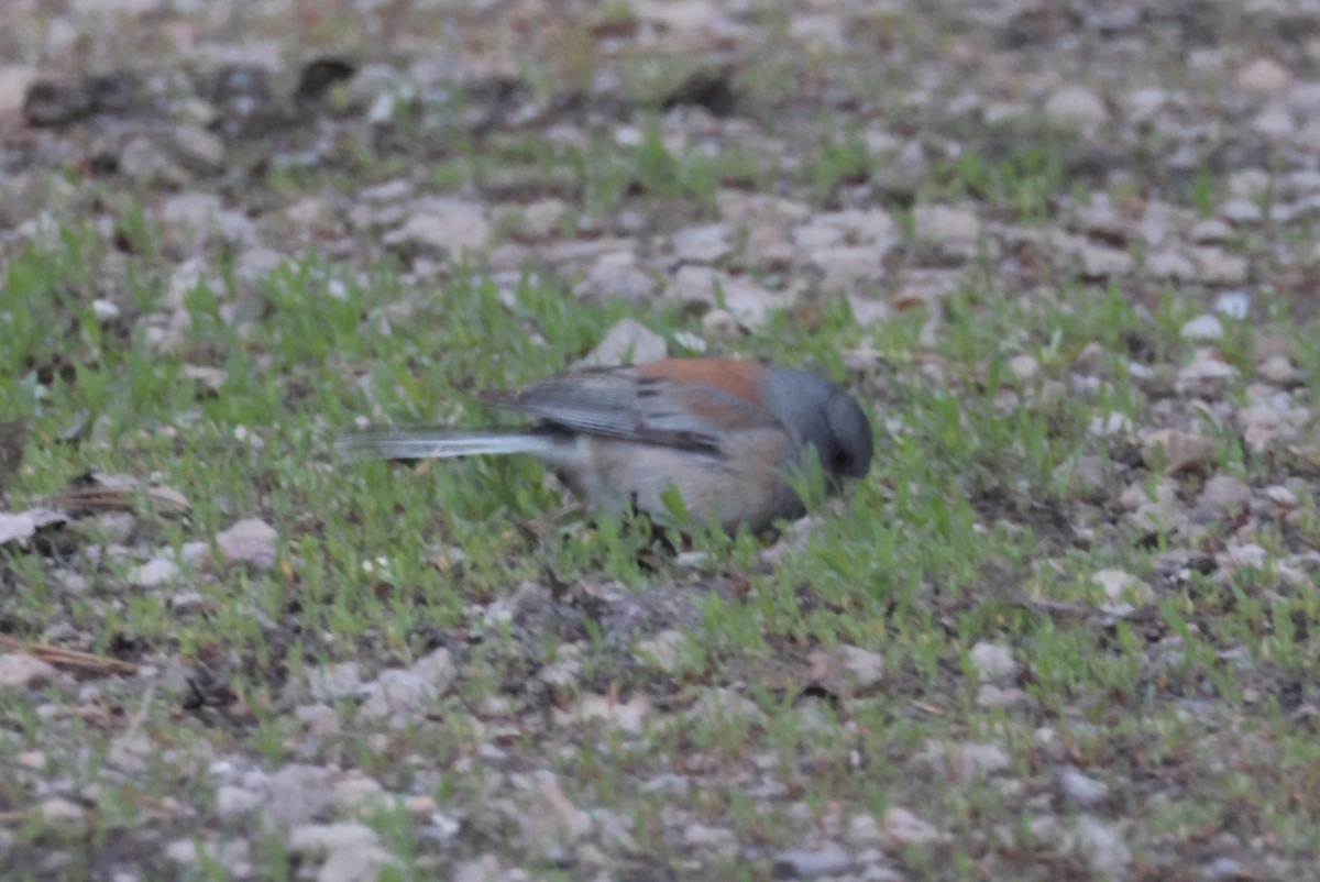 Dark-eyed Junco (Gray-headed) - ML620619965