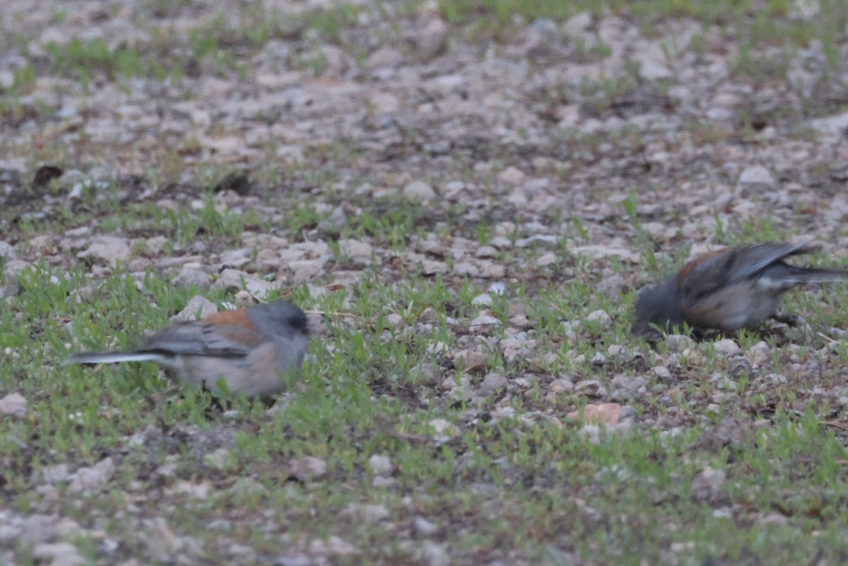 Dark-eyed Junco (Gray-headed) - ML620619967