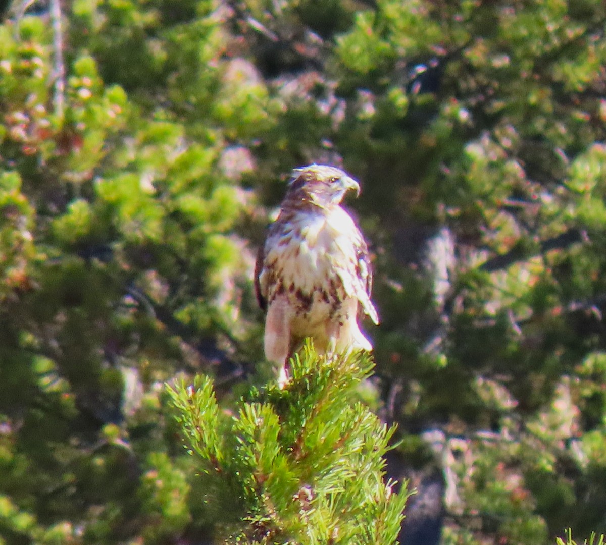 Red-tailed Hawk - ML620619968