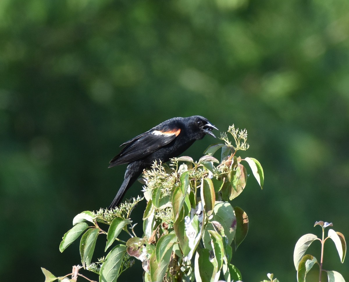 Red-winged Blackbird - ML620619969