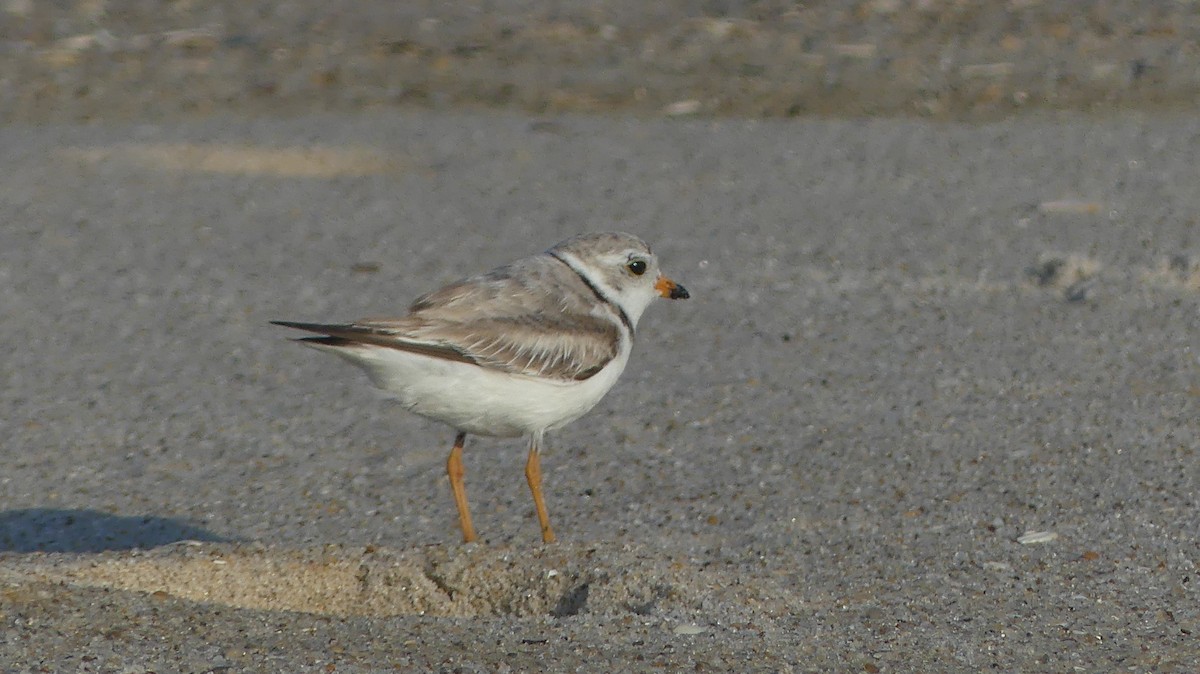 Piping Plover - ML620619971