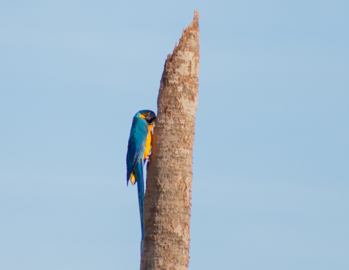 Blue-and-yellow Macaw - ML620619972