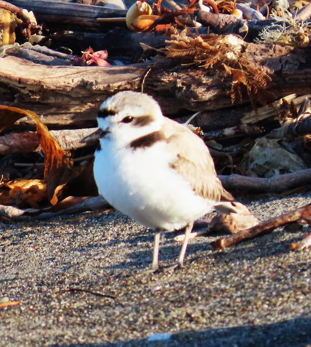 Snowy Plover - ML620619973