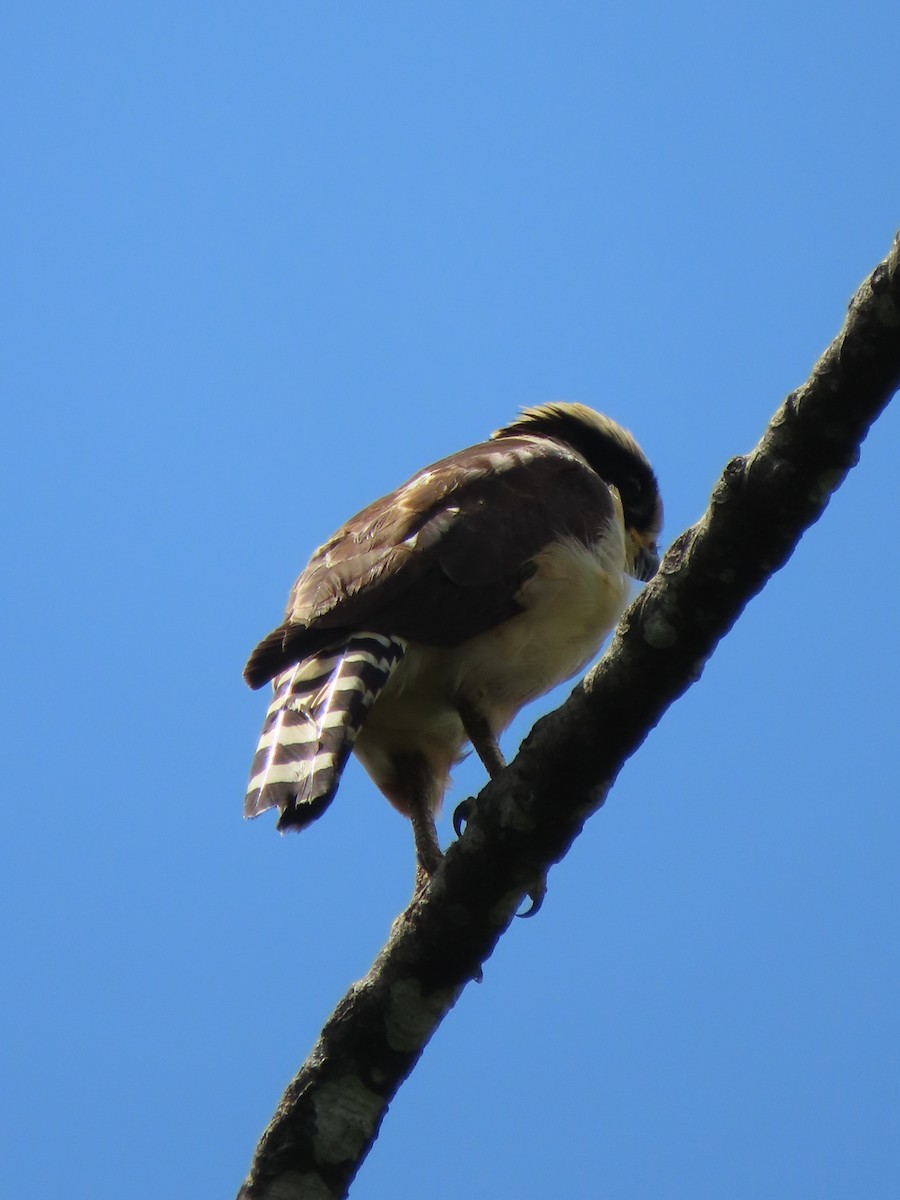 Laughing Falcon - ML620619975