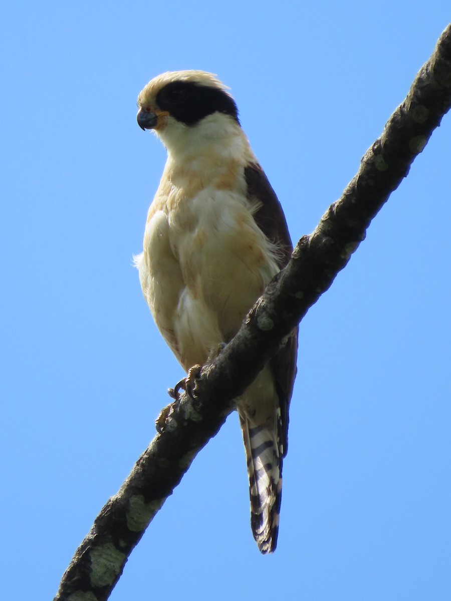 Laughing Falcon - ML620619976