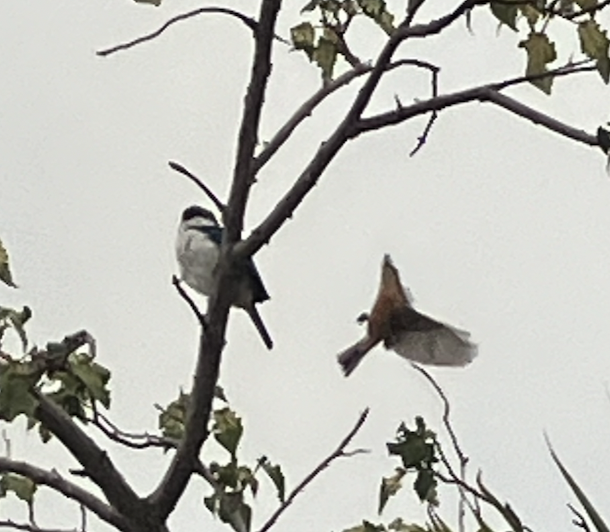 Vanikoro Flycatcher - ML620619979