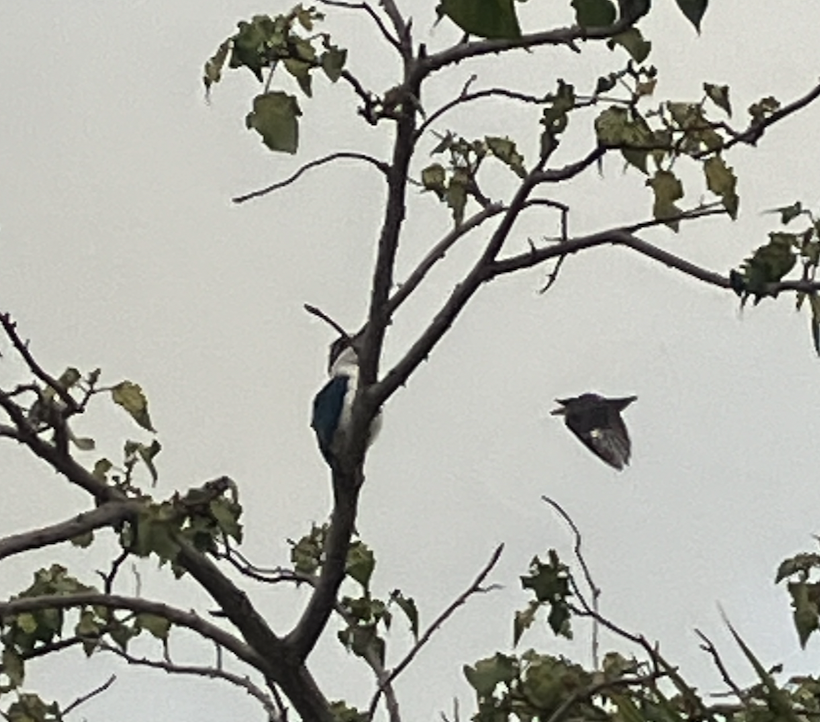 Vanikoro Flycatcher - ML620619982