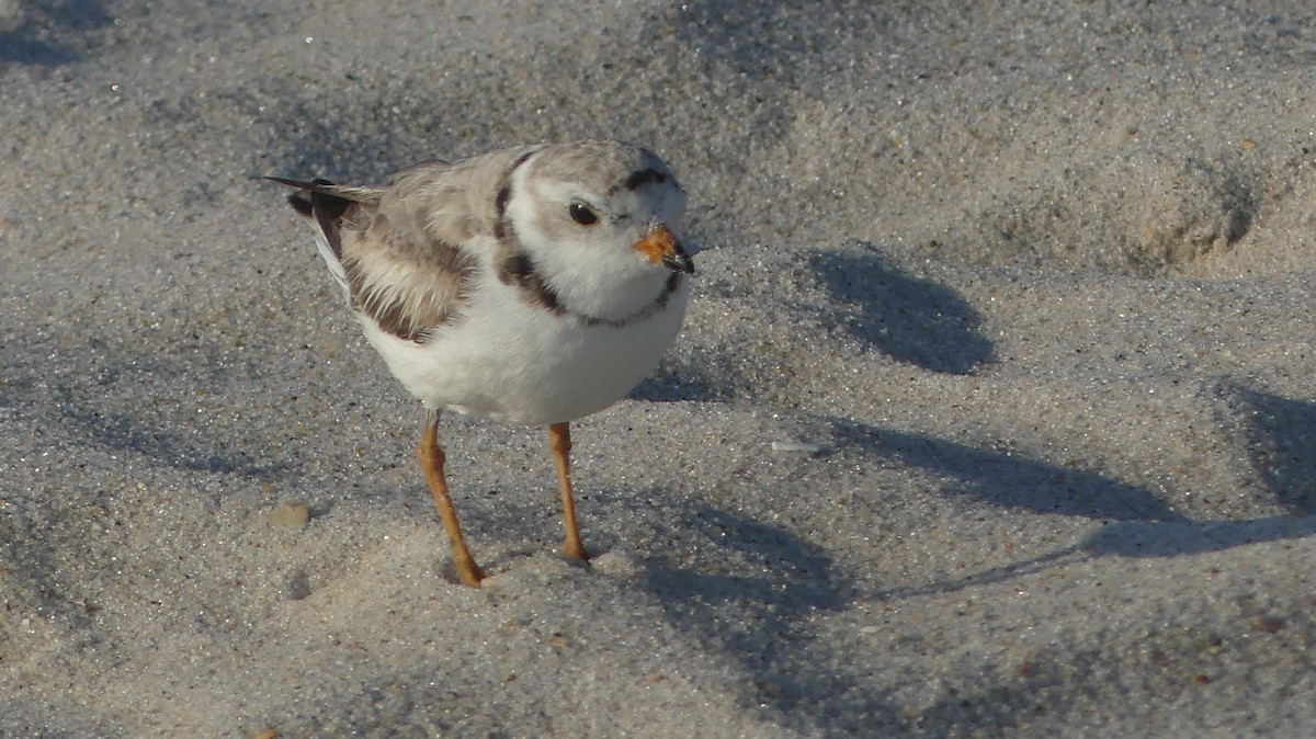 Piping Plover - ML620619983