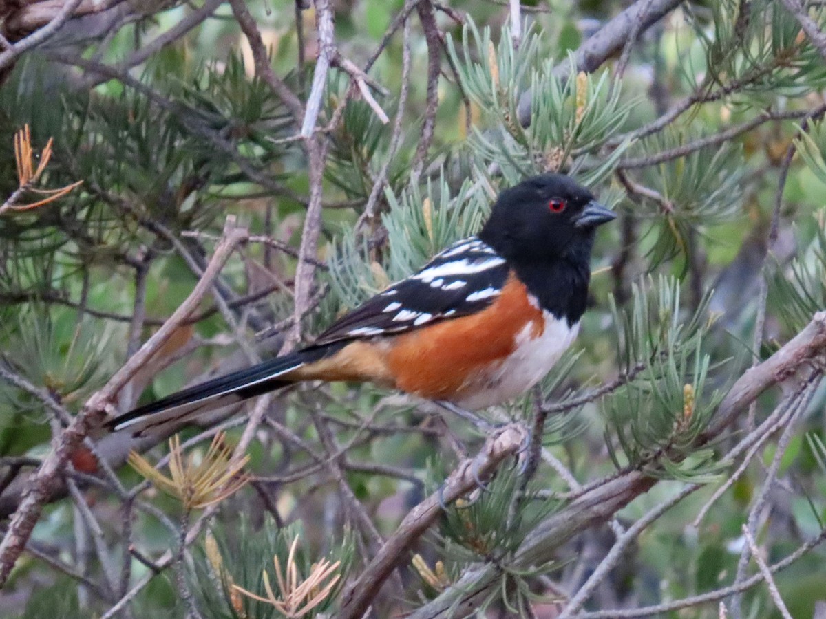 Spotted Towhee - ML620619985