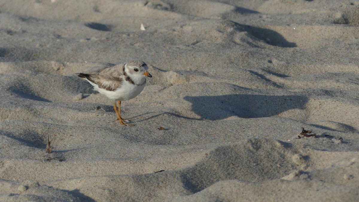 Piping Plover - ML620619991