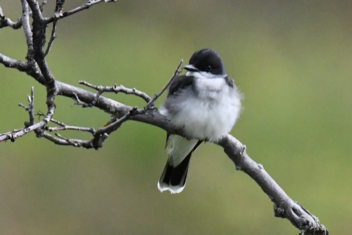 Eastern Kingbird - ML620619992