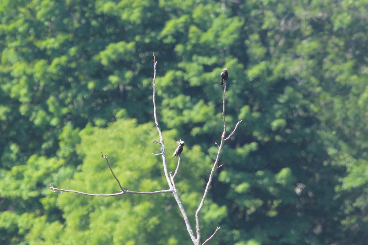 bobolink americký - ML620620000