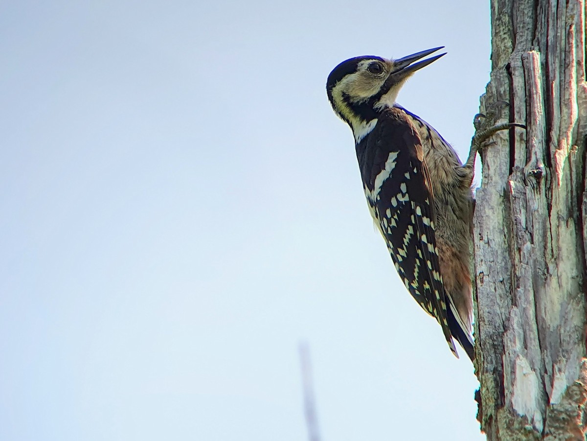 White-backed Woodpecker - ML620620001