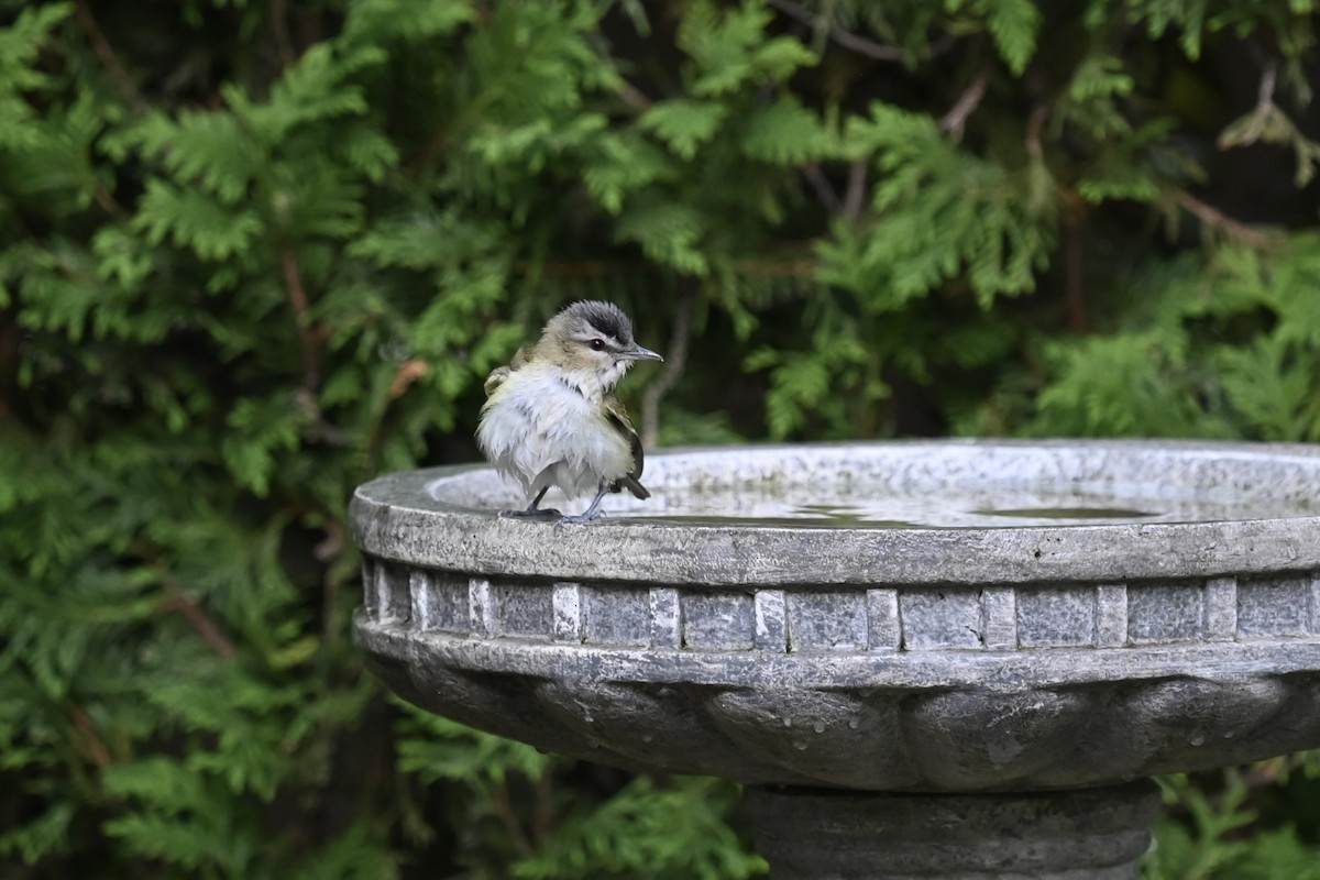 Red-eyed Vireo - ML620620002