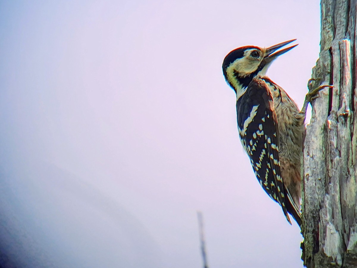 White-backed Woodpecker - ML620620003