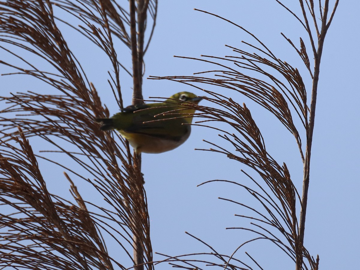 Swinhoe's White-eye - ML620620004