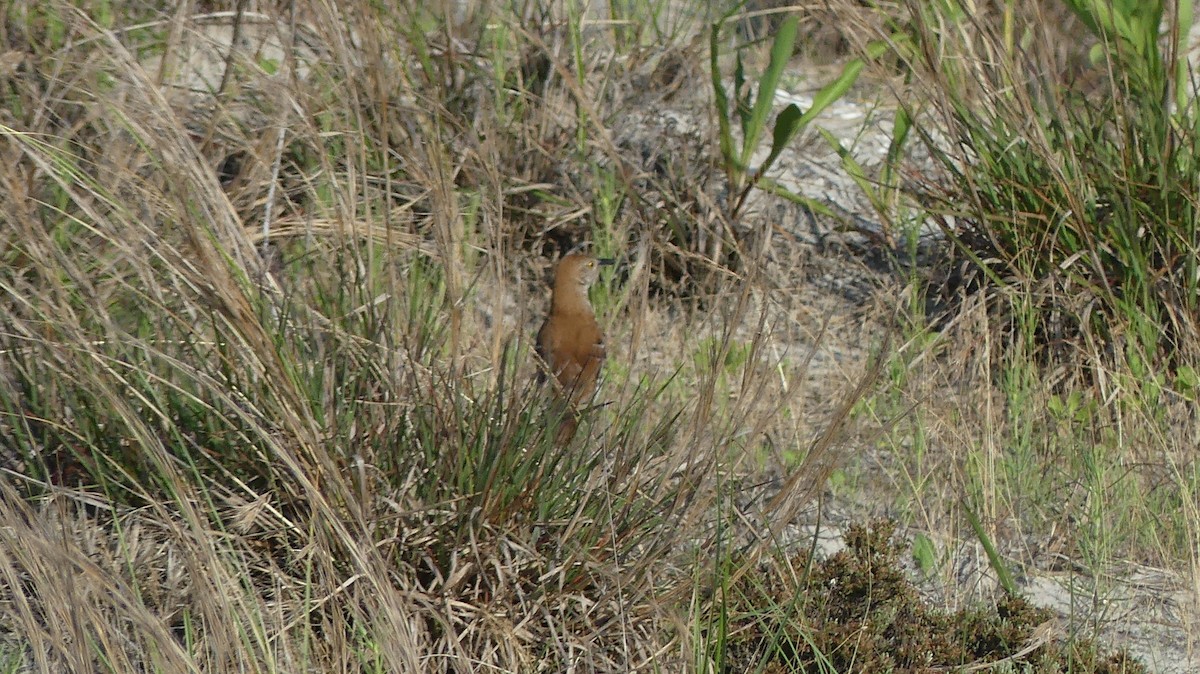 Brown Thrasher - ML620620005