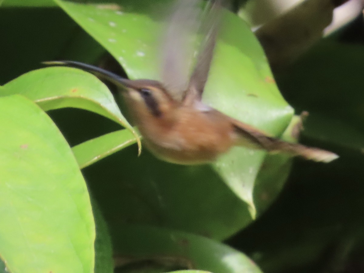 Stripe-throated Hermit - ML620620008