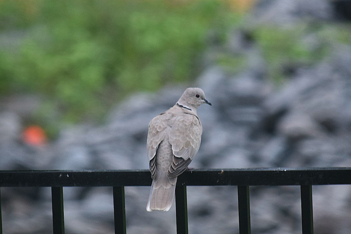 Eurasian Collared-Dove - Hugh Barger