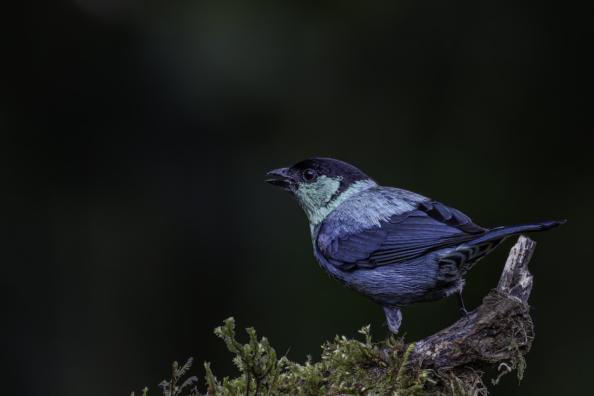 Black-capped Tanager - ML620620011