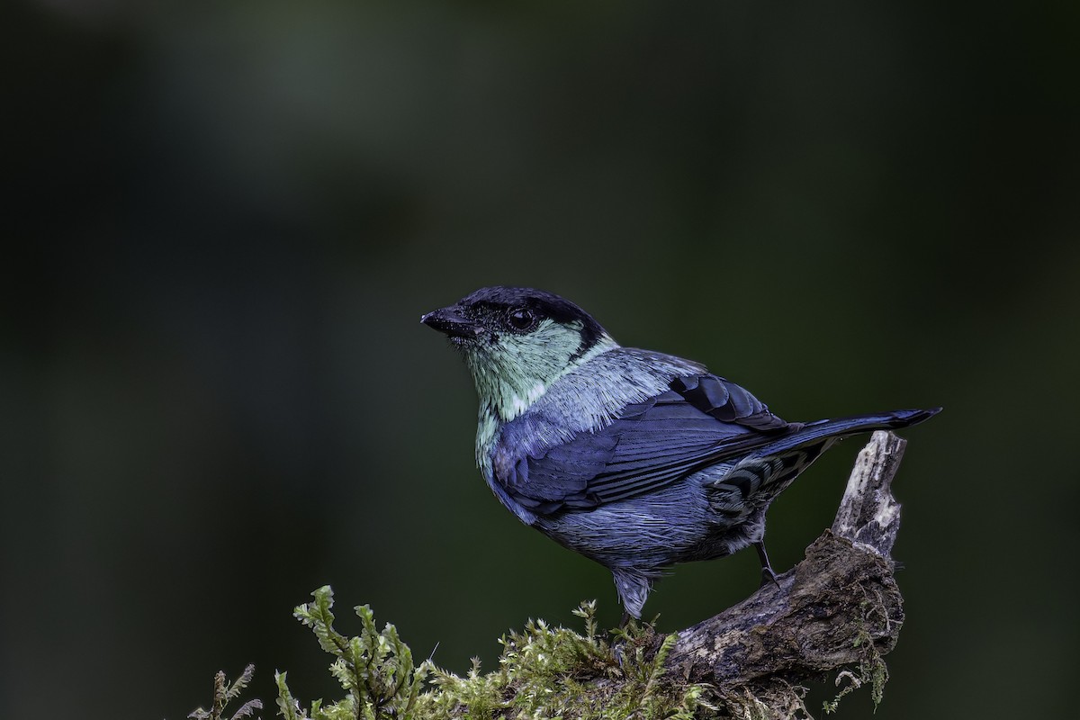 Black-capped Tanager - ML620620012
