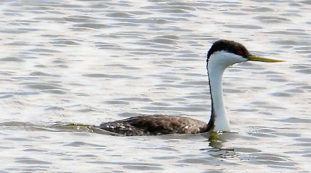 Western Grebe - Paul Lender