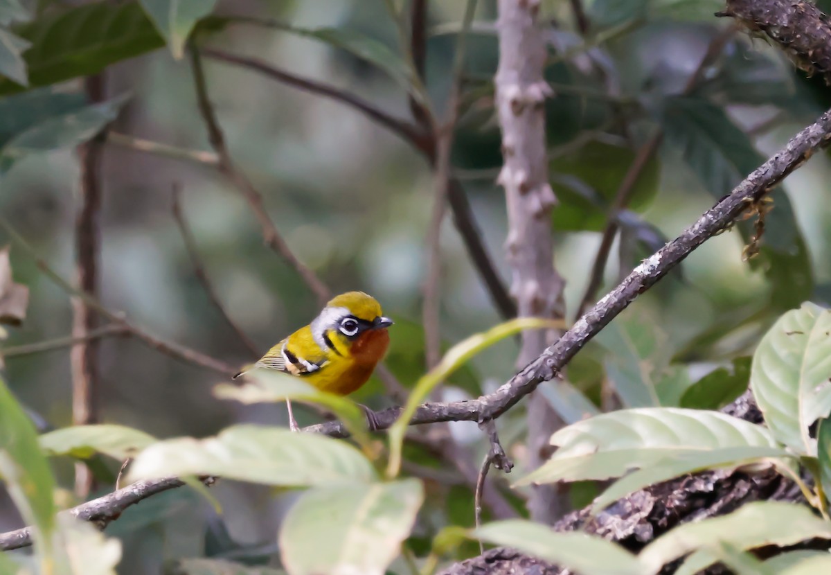 Black-eared Shrike-Babbler - ML620620019