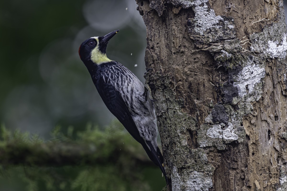 Acorn Woodpecker - ML620620022