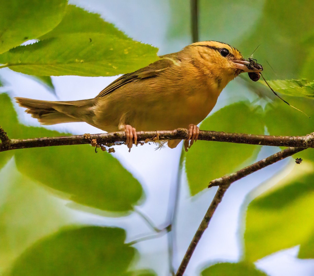 Worm-eating Warbler - ML620620025