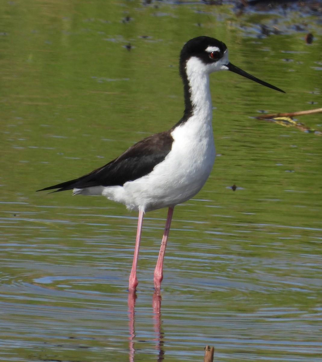 Black-necked Stilt - ML620620027