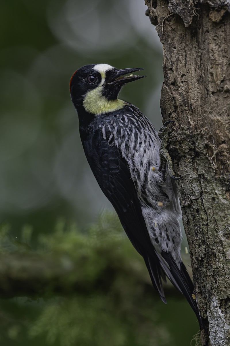 Acorn Woodpecker - ML620620028