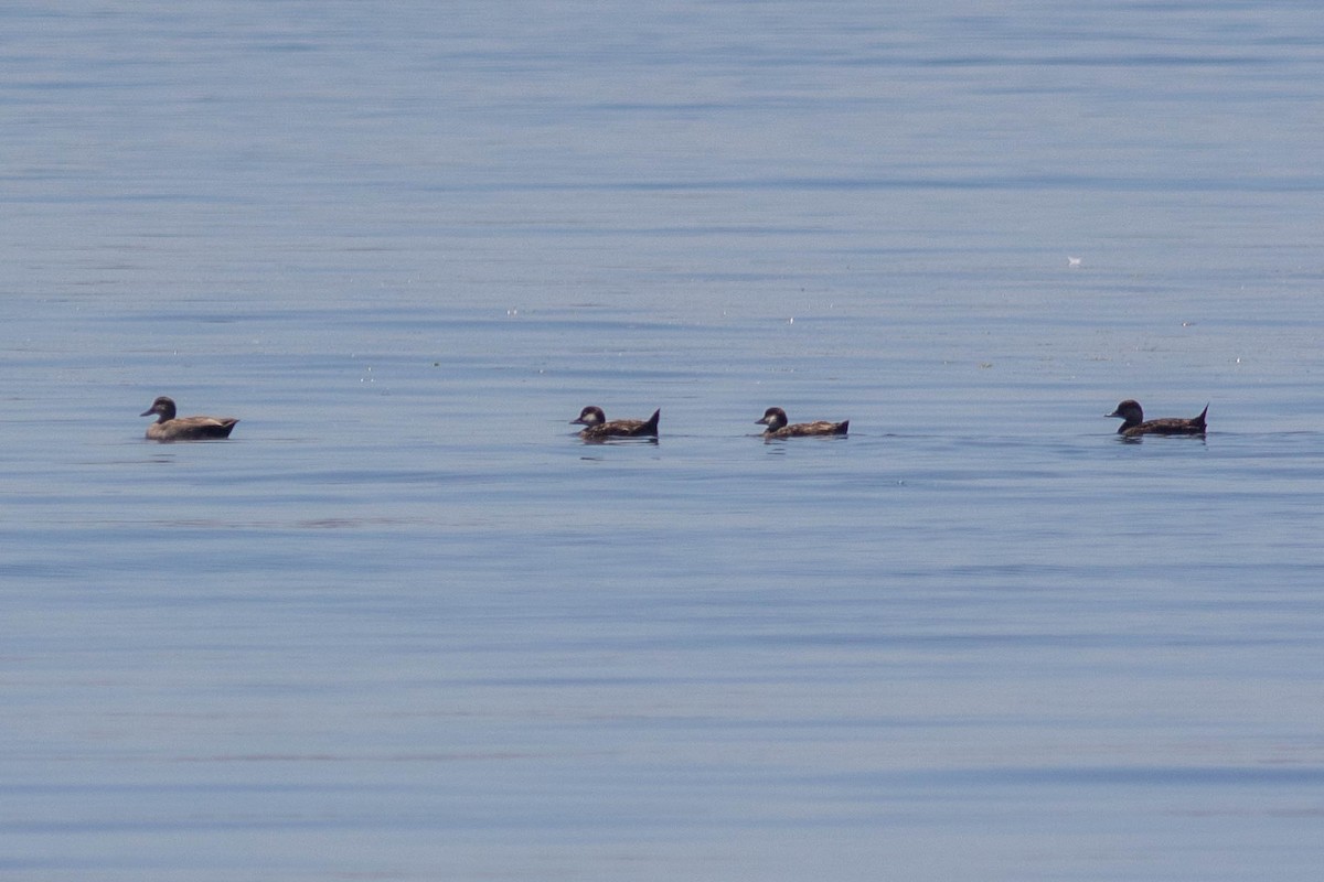 Black Scoter - ML620620033