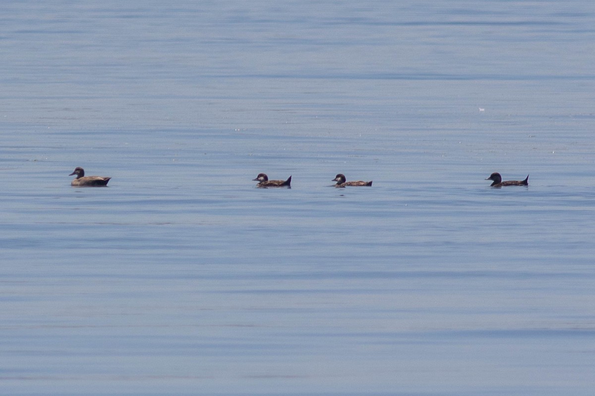 Black Scoter - ML620620034