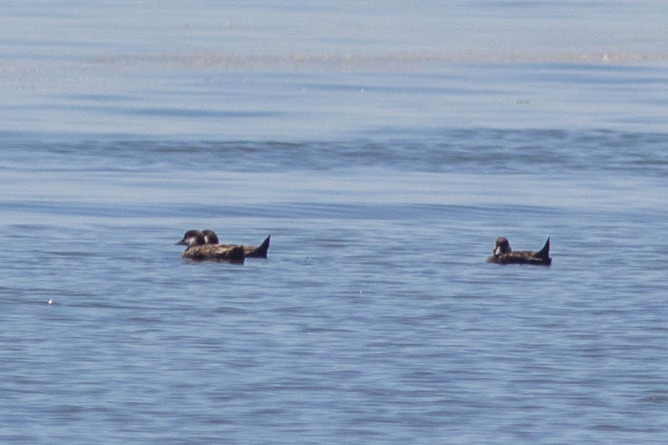 Black Scoter - ML620620035