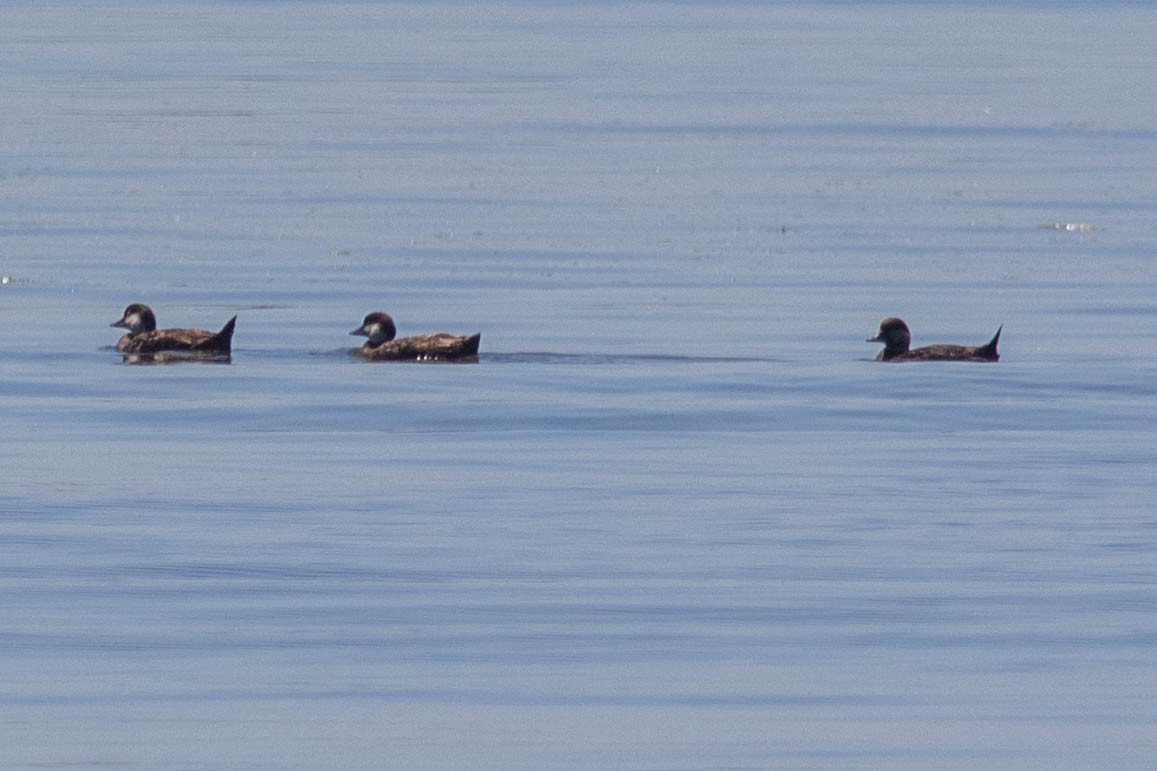 Black Scoter - ML620620036