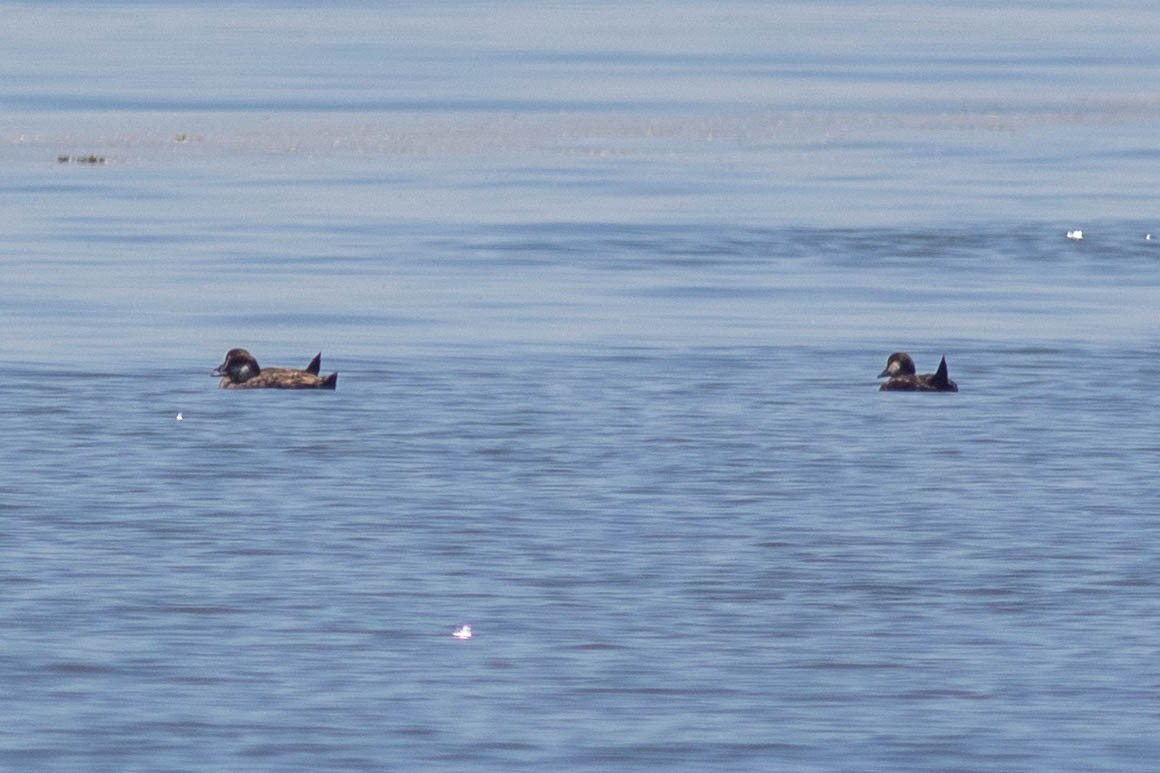 Black Scoter - ML620620037