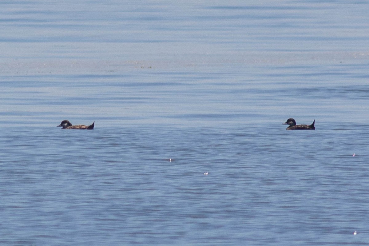 Black Scoter - ML620620038