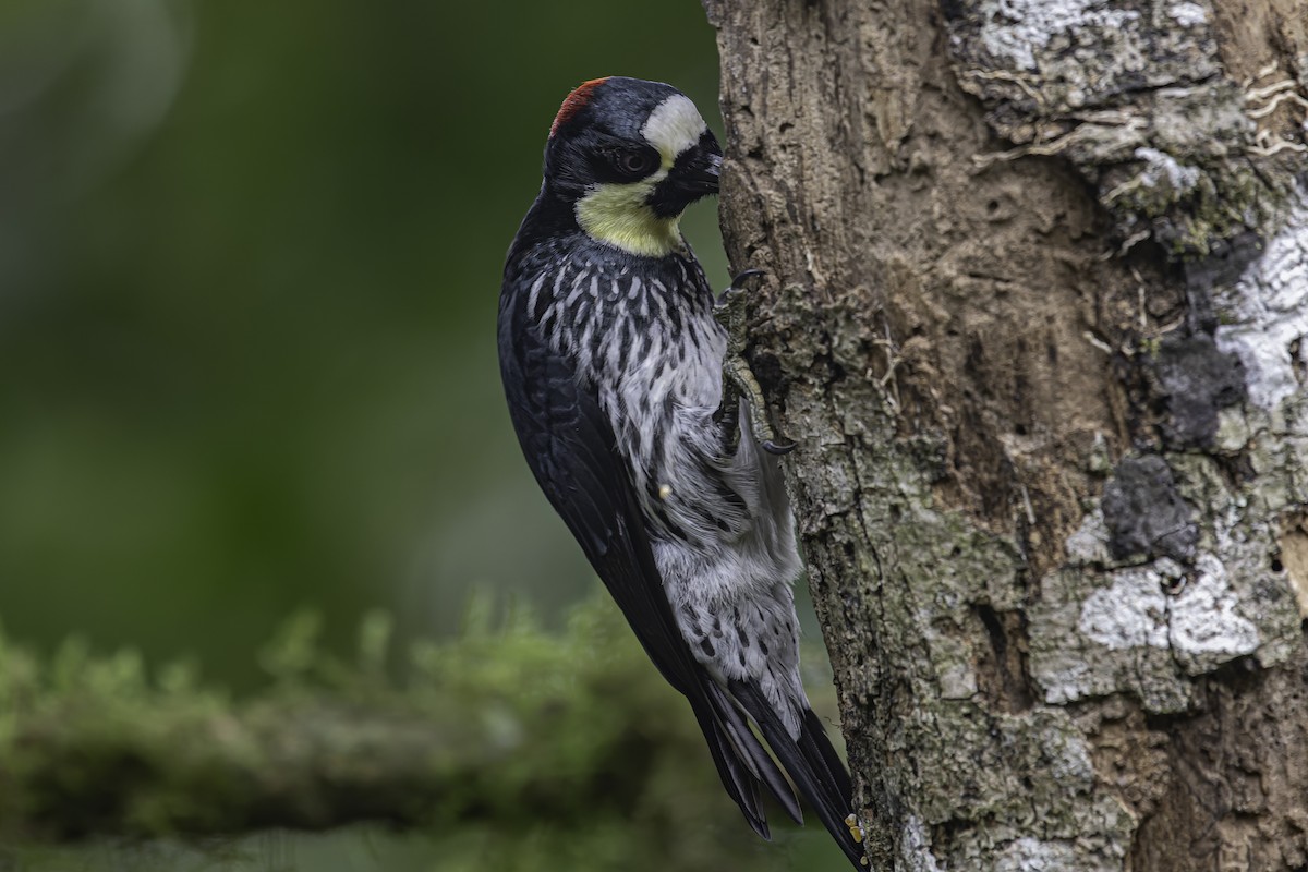 Acorn Woodpecker - ML620620039
