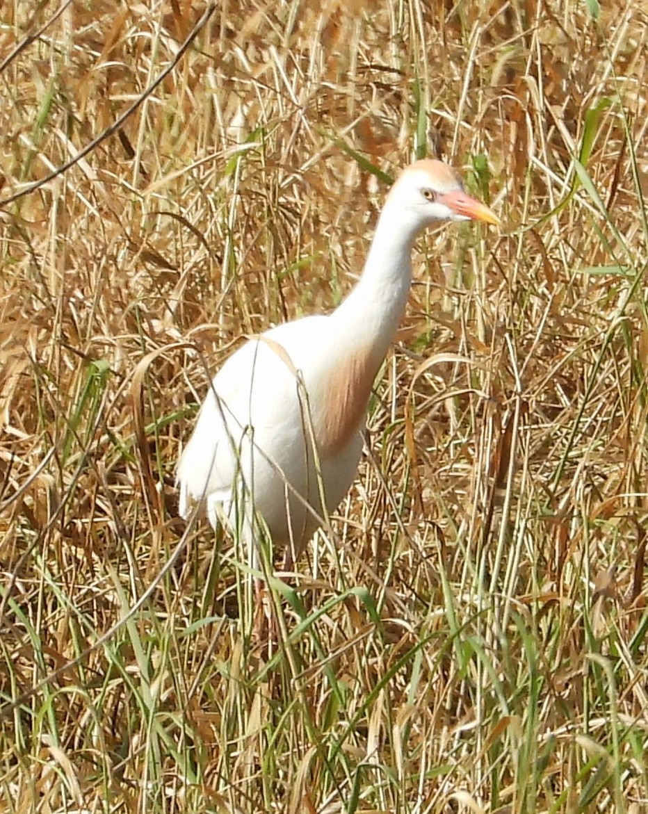 Western Cattle Egret - ML620620041