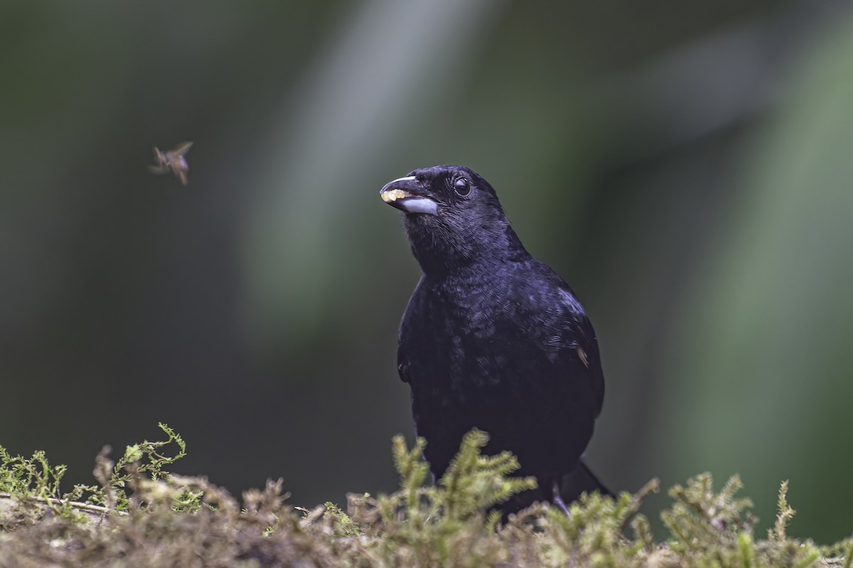 White-lined Tanager - ML620620044