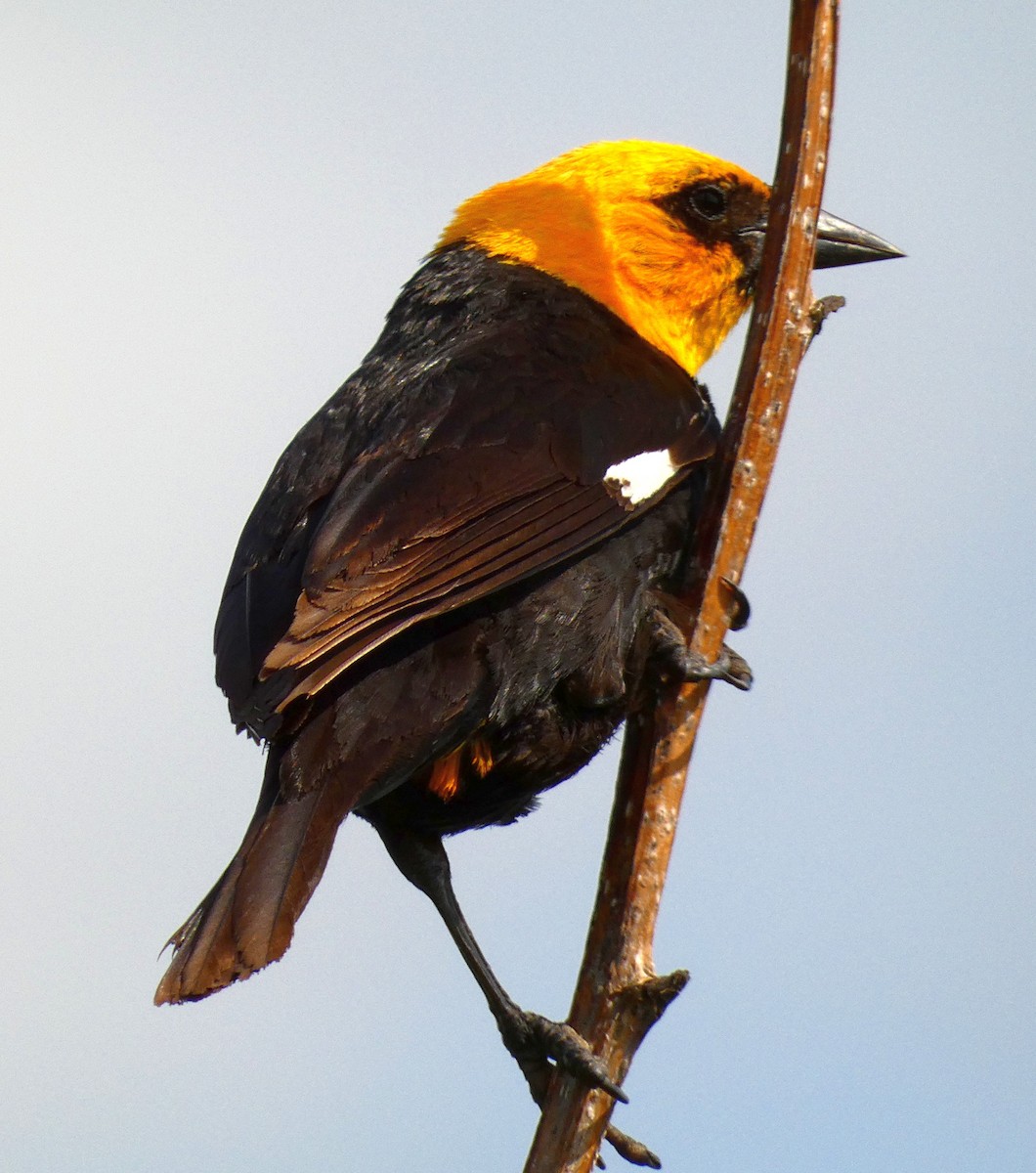 Yellow-headed Blackbird - ML620620047