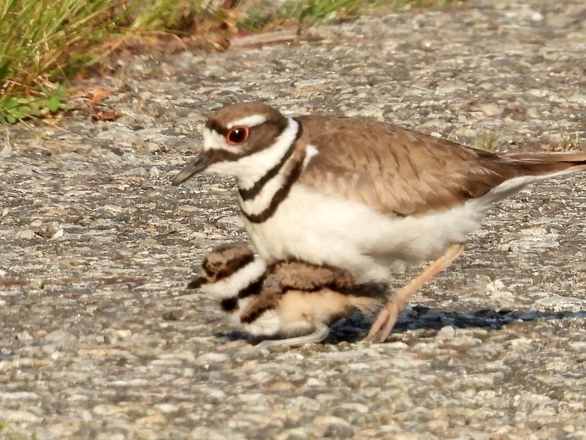 Killdeer - ML620620049