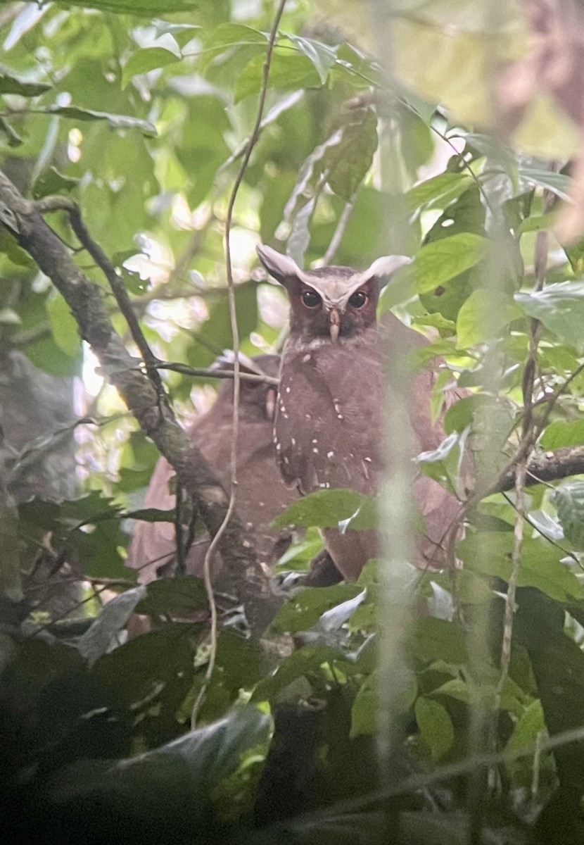 Crested Owl - ML620620053