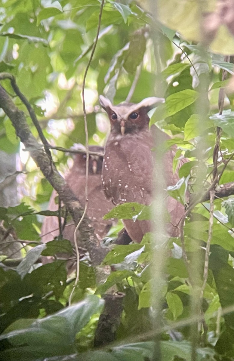 Crested Owl - ML620620054