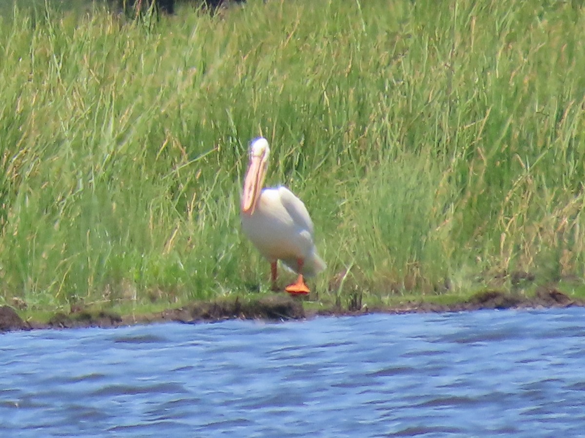 American White Pelican - ML620620061