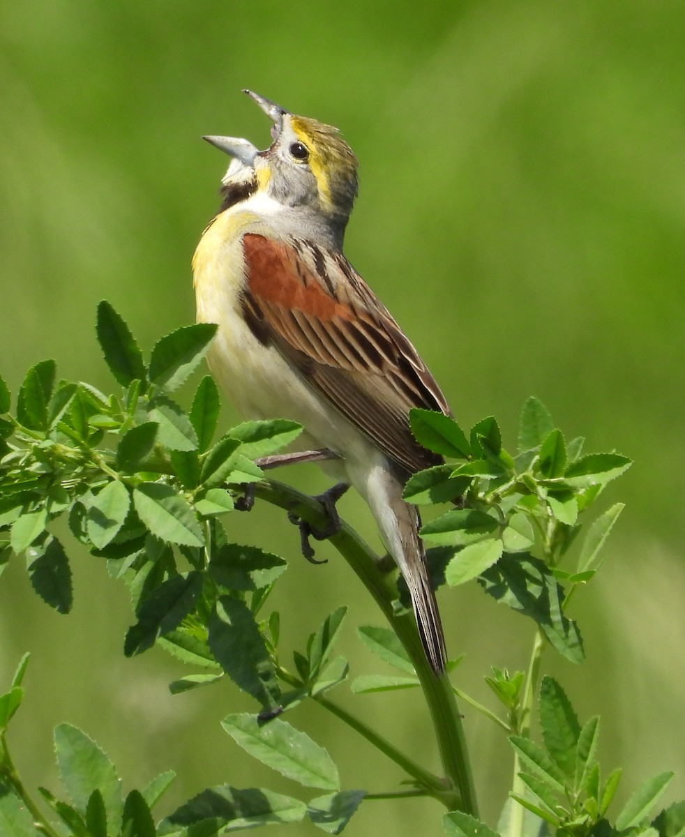 Dickcissel - Paul Lender