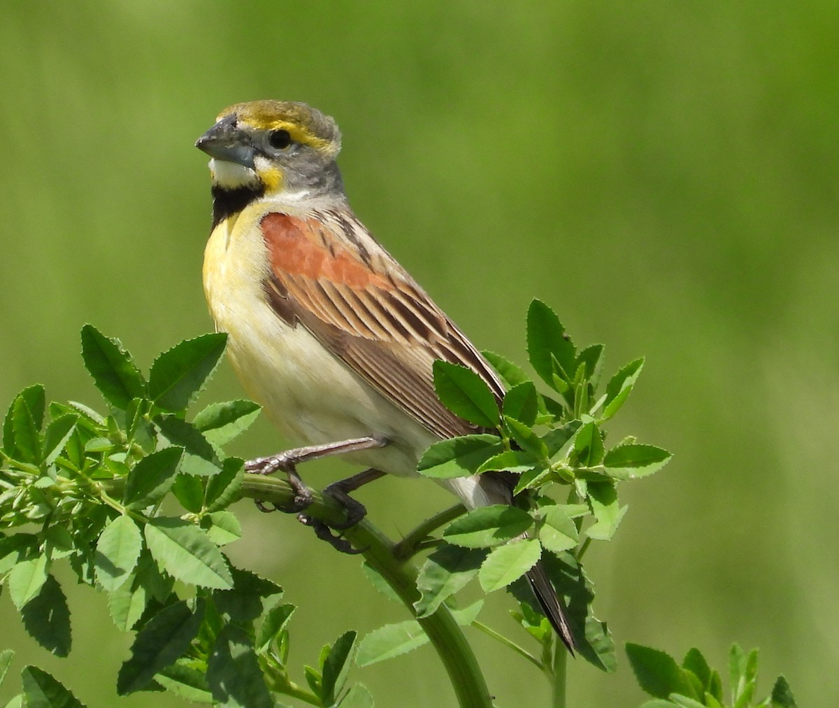 Dickcissel - ML620620065