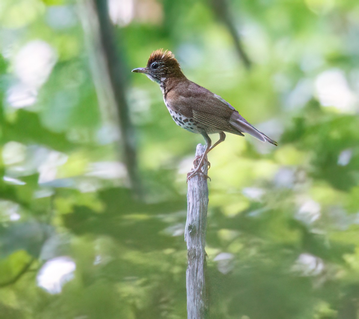 Wood Thrush - ML620620066